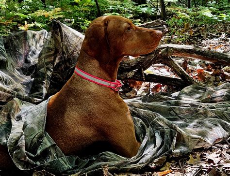 reddit turkey hunting.